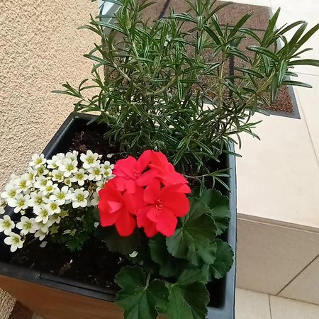 Apartman Sandra -Private Parking And Garden Ζαντάρ Εξωτερικό φωτογραφία